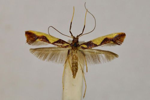 /filer/webapps/moths_gc/media/images/X/xanthopharella_Caloptilia_A_BMNH(E)-1324993.jpg
