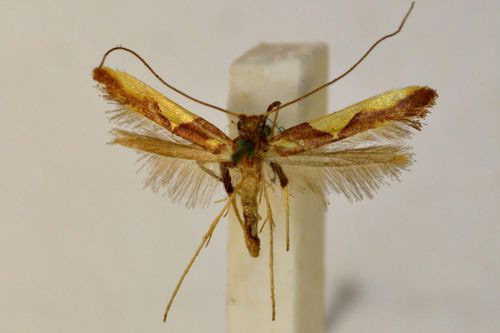 /filer/webapps/moths_gc/media/images/X/xanthopharella_Caloptilia_ST_BMNH(E)-1324994.jpg