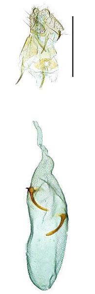 /filer/webapps/moths_gc/media/images/X/xanthos_Caloptilia_HT_GF_Kim-etal_2022_5.jpg