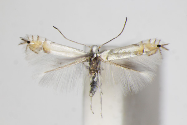 /filer/webapps/moths_gc/media/images/X/xenia_Phyllocnistis_A_ZSM.jpg