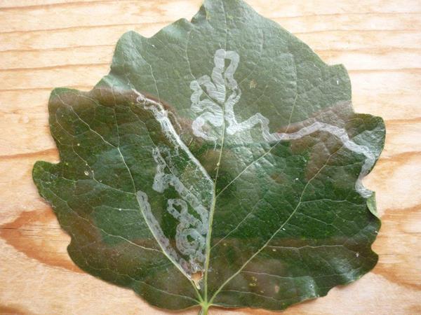 /filer/webapps/moths_gc/media/images/X/xenia_Phyllocnistis_Mine_ Langmaid_1_ Hilsea.jpg