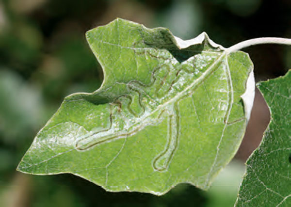 /filer/webapps/moths_gc/media/images/X/xenia_Phyllocnistis_Mine_Bengtsson_2026_29.jpg