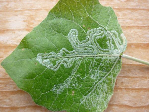 /filer/webapps/moths_gc/media/images/X/xenia_Phyllocnistis_Mine_Langmaid_1_ Sandy Point.jpg