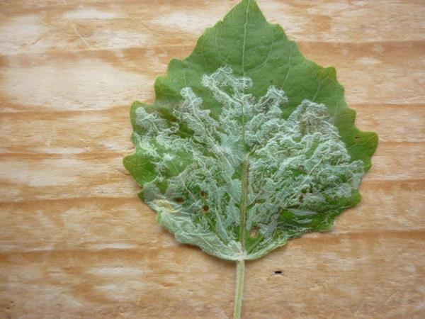 /filer/webapps/moths_gc/media/images/X/xenia_Phyllocnistis_Mine_Langmaid_4.jpg