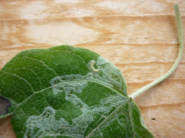 /filer/webapps/moths_gc/media/images/X/xenia_Phyllocnistis_Mine_Langmaid_6.jpg