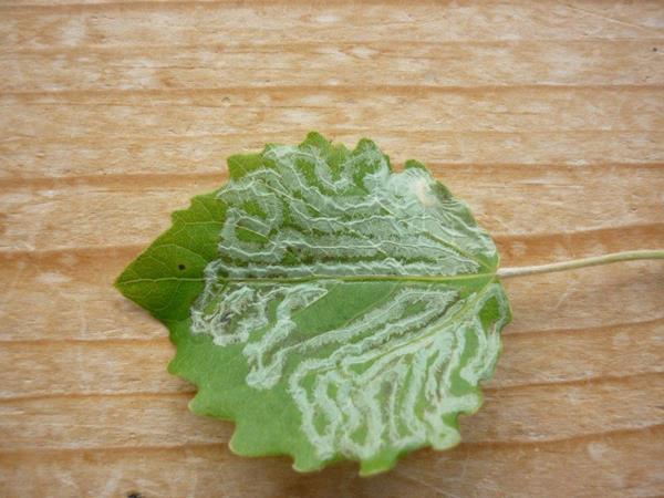 /filer/webapps/moths_gc/media/images/X/xenia_Phyllocnistis_Mine_Langmaid_7.jpg