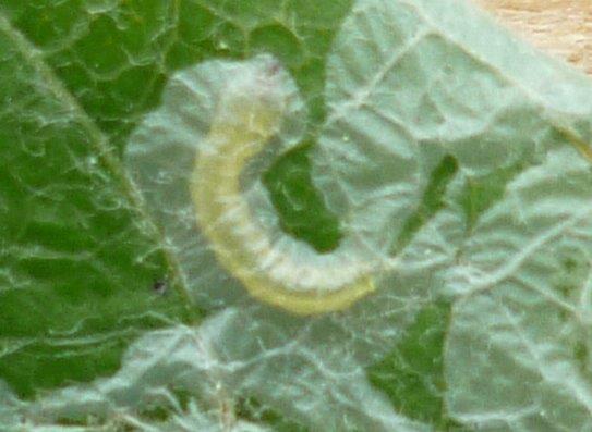 /filer/webapps/moths_gc/media/images/X/xenia_Phyllocnstis_ larva_Langmaid.jpg