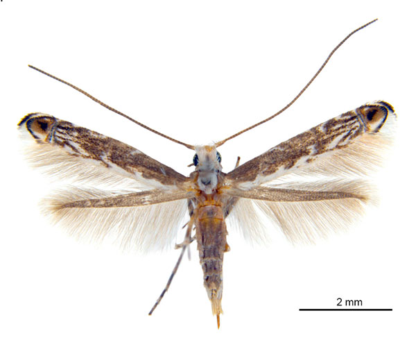 /filer/webapps/moths_gc/media/images/X/xerocarpa_Epicephala_HT_ANIC.jpg