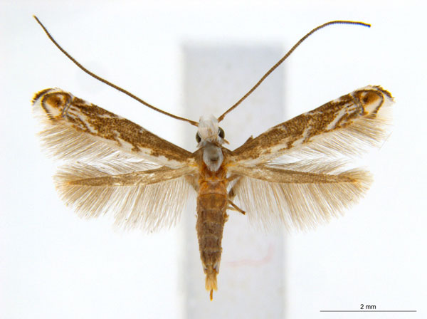 /filer/webapps/moths_gc/media/images/X/xerocarpa_Epicephala_PTF_ANIC.jpg