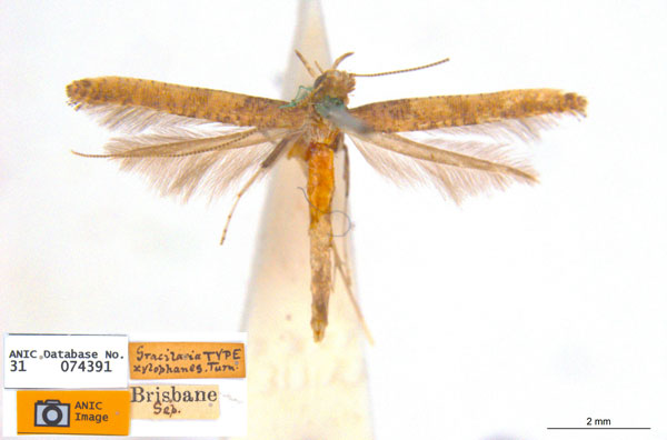 /filer/webapps/moths_gc/media/images/X/xylophanes_Caloptilia_ST_ANIC.jpg