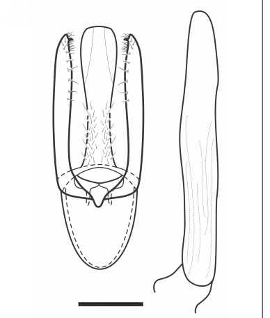 /filer/webapps/moths_gc/media/images/X/xylopiella_Phyllocnistis_HT_GM_VOB.jpg
