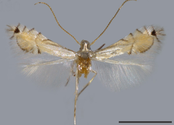 /filer/webapps/moths_gc/media/images/X/xylopiella_Phyllocnistis_HT_VOB.jpg