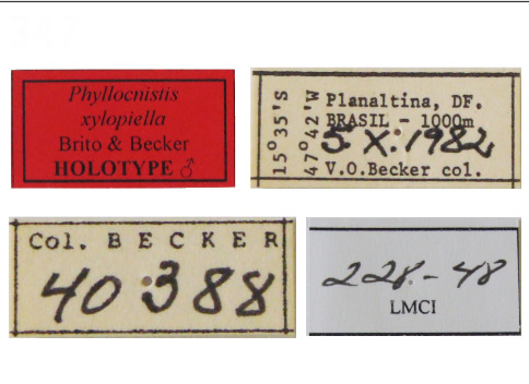 /filer/webapps/moths_gc/media/images/X/xylopiella_Phyllocnistis_HT_VOB_Labels.jpg