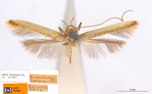 /filer/webapps/moths_gc/media/images/X/xystophanes_Caloptilia_HT_ANIC.jpg