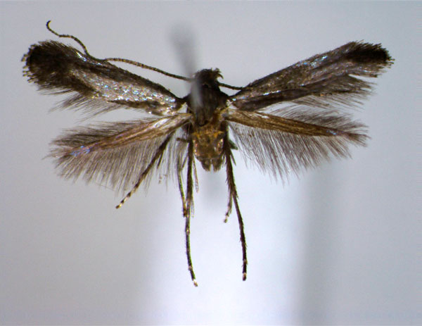 /filer/webapps/moths_gc/media/images/Y/yaeyamensis_Cryphiomystis_PT_EIHU.jpg
