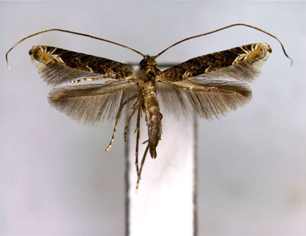 /filer/webapps/moths_gc/media/images/Y/yakusimensis_Callicercops_PT_2_EIHU.jpg