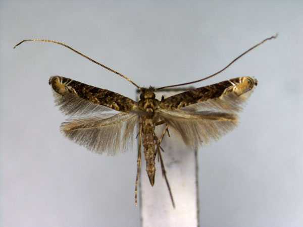 /filer/webapps/moths_gc/media/images/Y/yakusimensis_Callicercops_PT_EIHU.jpg