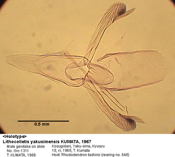 /filer/webapps/moths_gc/media/images/Y/yakusimensis_Phyllonorycter_GM_HT_1311_EIHU.jpg