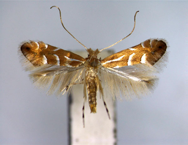 /filer/webapps/moths_gc/media/images/Y/yakusimensis_Phyllonorycter_PT_EIHU.jpg