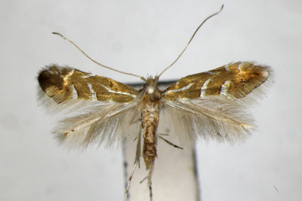 /filer/webapps/moths_gc/media/images/Y/yakusimensis_Phyllonorycter_PT_ZSM_2.jpg