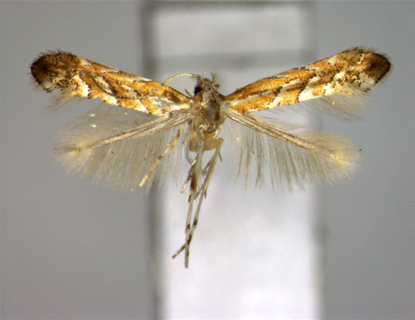 /filer/webapps/moths_gc/media/images/Y/yamadai_Phyllonorycter_A_EIHU.jpg