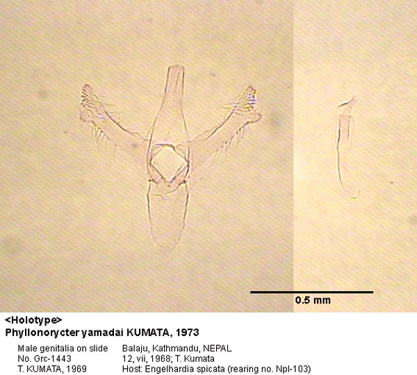 /filer/webapps/moths_gc/media/images/Y/yamadai_Phyllonorycter_GM_HT_1443_EIHU.jpg