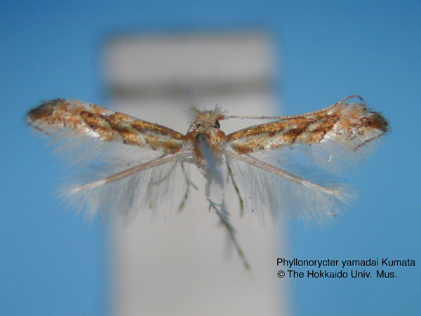 /filer/webapps/moths_gc/media/images/Y/yamadai_Phyllonorycter_HT_EIHU.jpg