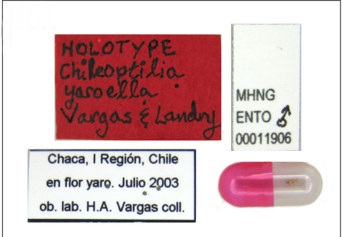 /filer/webapps/moths_gc/media/images/Y/yaroella_Chileoptila_HT_Label_MHNG.jpg