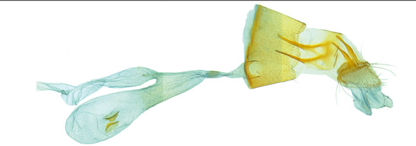 /filer/webapps/moths_gc/media/images/Y/yaroella_Chileoptilia_GF_PT_MHNG.jpg