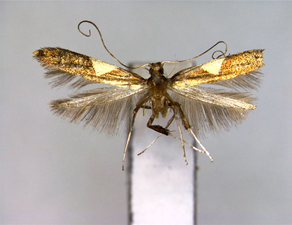 /filer/webapps/moths_gc/media/images/Y/yasudai_Caloptilia_PT_EIHU.jpg