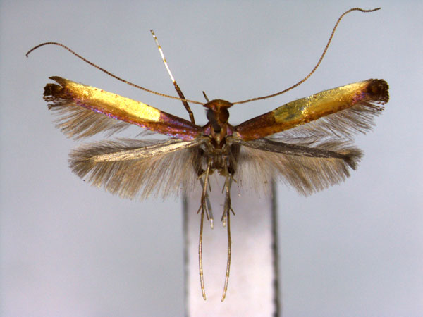 /filer/webapps/moths_gc/media/images/Z/zachrysa_Caloptilia_A_EIHU.jpg