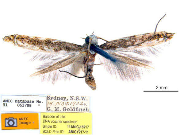 /filer/webapps/moths_gc/media/images/Z/zalosticha_Epicephala_LT_ANIC.jpg