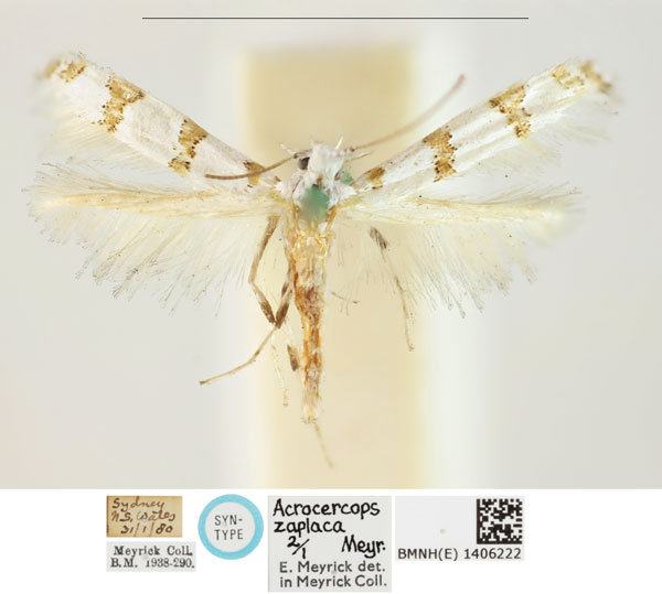 /filer/webapps/moths_gc/media/images/Z/zaplaca_Gibbovalva_LT_BMNH_1406222.jpg