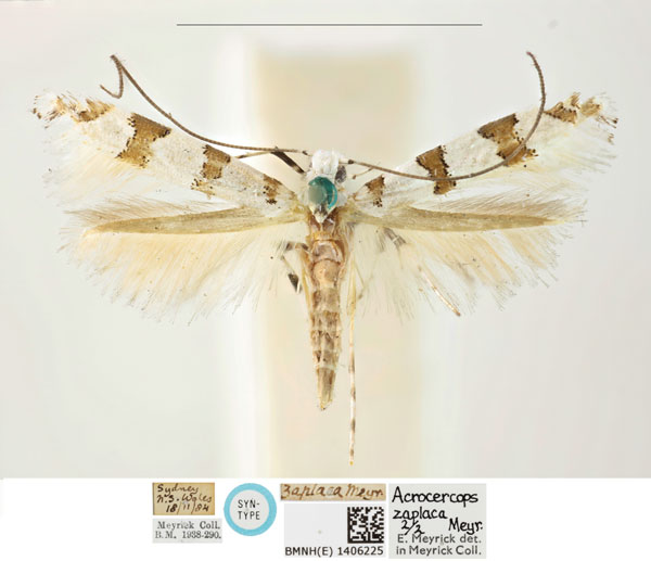 /filer/webapps/moths_gc/media/images/Z/zaplaca_Gibbovalva_PLT_BMNH_1406225.jpg