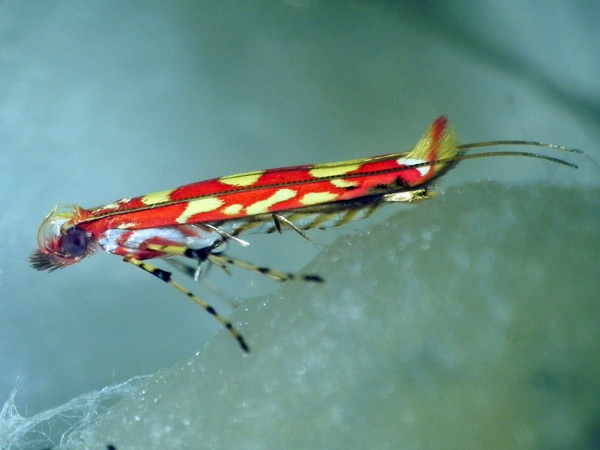 /filer/webapps/moths_gc/media/images/Z/zehntneri_Macarostola_A_HUM.jpg