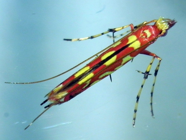 /filer/webapps/moths_gc/media/images/Z/zehntneri_Macarostola_A_HUM_2.jpg