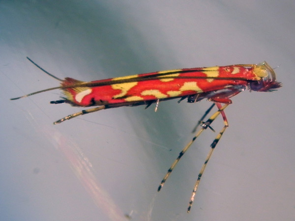/filer/webapps/moths_gc/media/images/Z/zehntneri_Macarostola_A_HUM_3.jpg