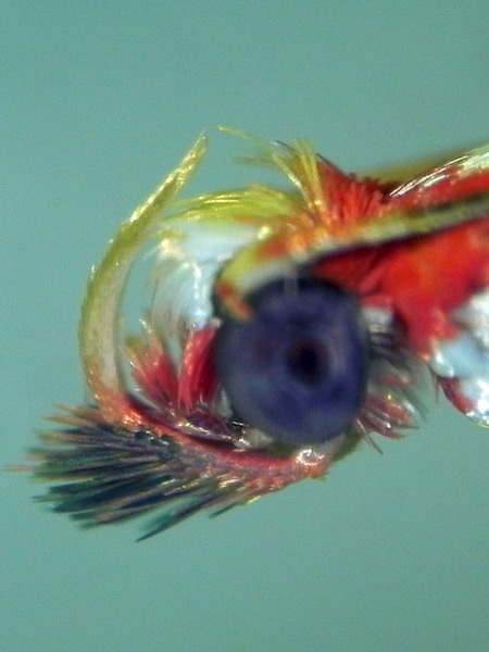 /filer/webapps/moths_gc/media/images/Z/zehntneri_Macarostola_A_HUM_4.jpg