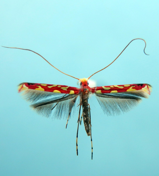 /filer/webapps/moths_gc/media/images/Z/zehntneri_Macarostola_A_HUM_5.jpg