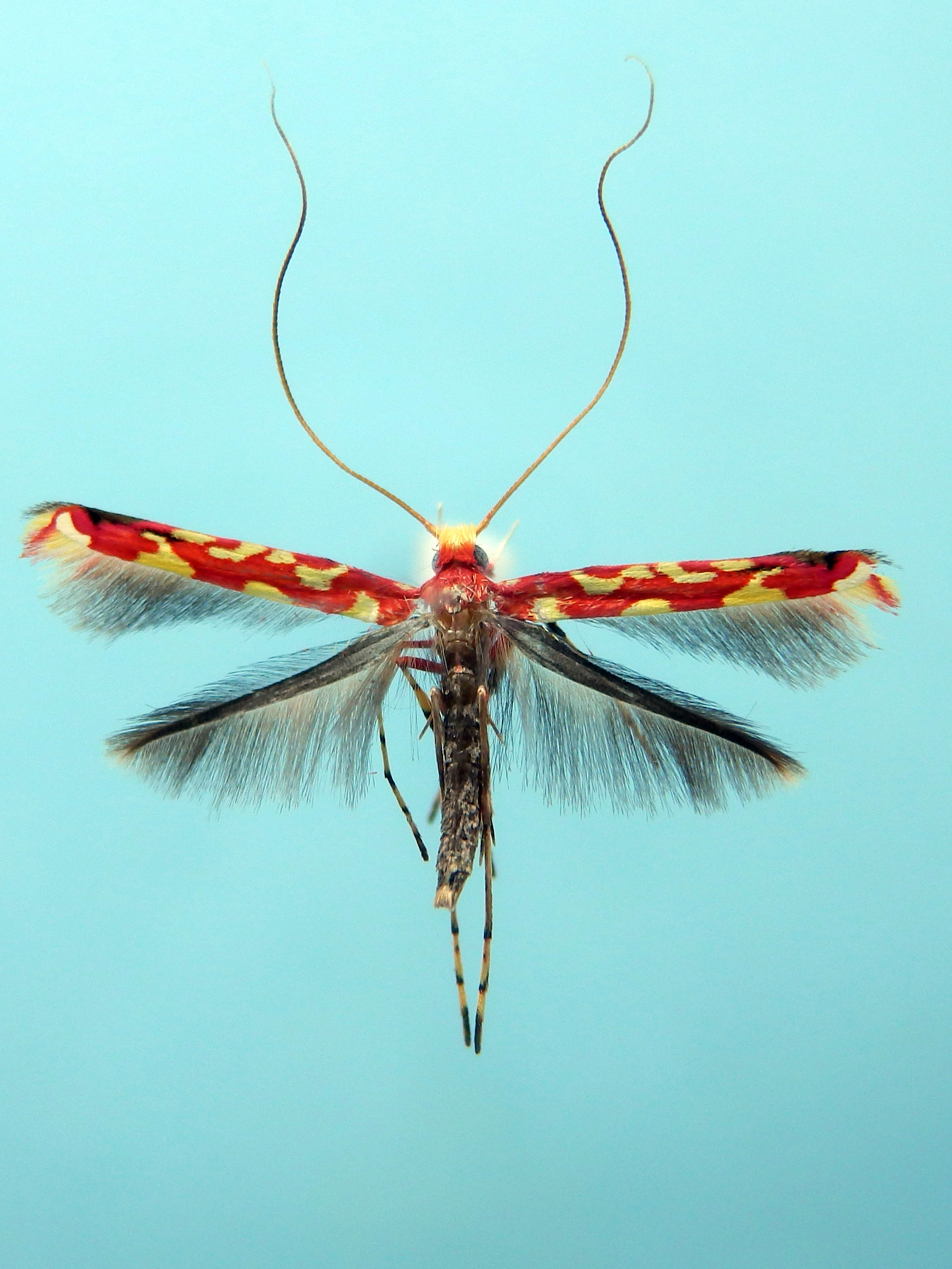 /filer/webapps/moths_gc/media/images/Z/zehntneri_Macarostola_A_HUM_6.jpg
