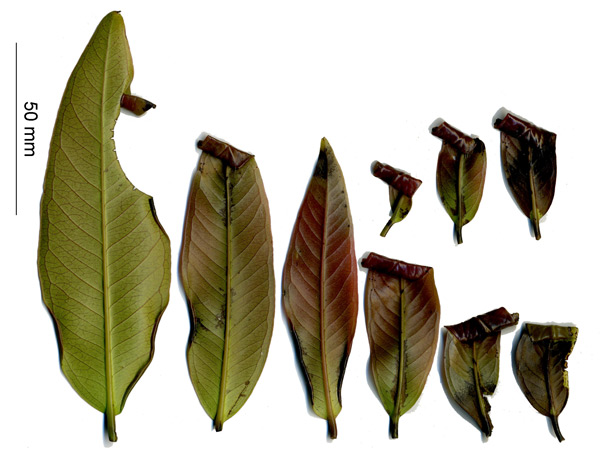 /filer/webapps/moths_gc/media/images/Z/zehntneri_Macarostola_Mine_HUM_2.jpg