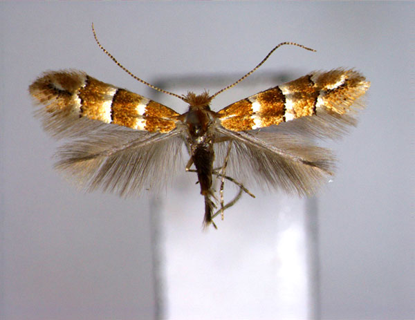 /filer/webapps/moths_gc/media/images/Z/zelkovae_Phyllonorycter_A_EIHU.jpg