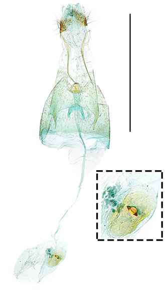 /filer/webapps/moths_gc/media/images/Z/zelkovae_Phyllonorycter_GF_Kim-etal_2024_411.jpg