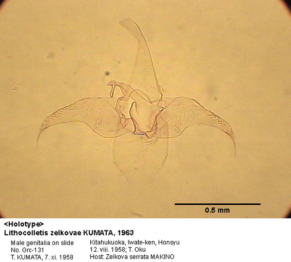 /filer/webapps/moths_gc/media/images/Z/zelkovae_Phyllonorycter_GM_HT_131_EIHU.jpg
