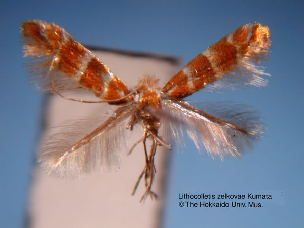 /filer/webapps/moths_gc/media/images/Z/zelkovae_Phyllonorycter_HT_EIHU.jpg