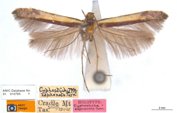 /filer/webapps/moths_gc/media/images/Z/zophonota_Caloptilia_HT_ANIC_not-synonym.jpg