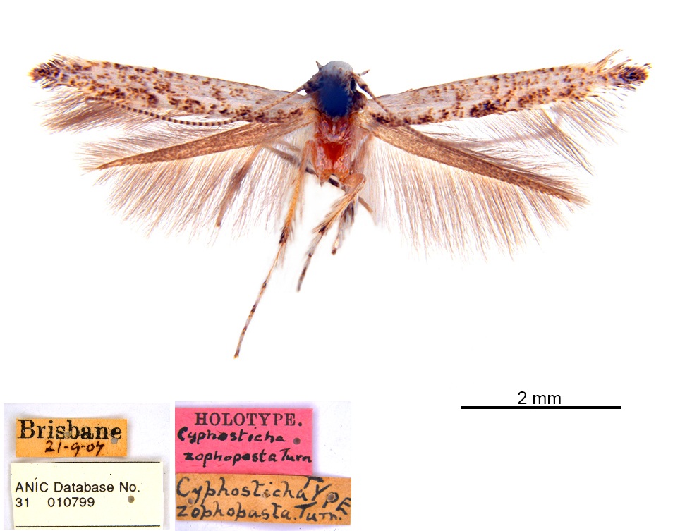 /filer/webapps/moths_gc/media/images/Z/zophopasta_Cuphodes_HT_ANIC.jpg