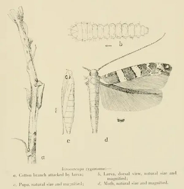 /filer/webapps/moths_gc/media/images/Z/zygonoma_Acrocercops_ST_Fletcher_1921_Pl65.jpg